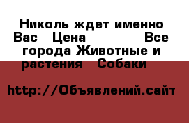 Николь ждет именно Вас › Цена ­ 25 000 - Все города Животные и растения » Собаки   